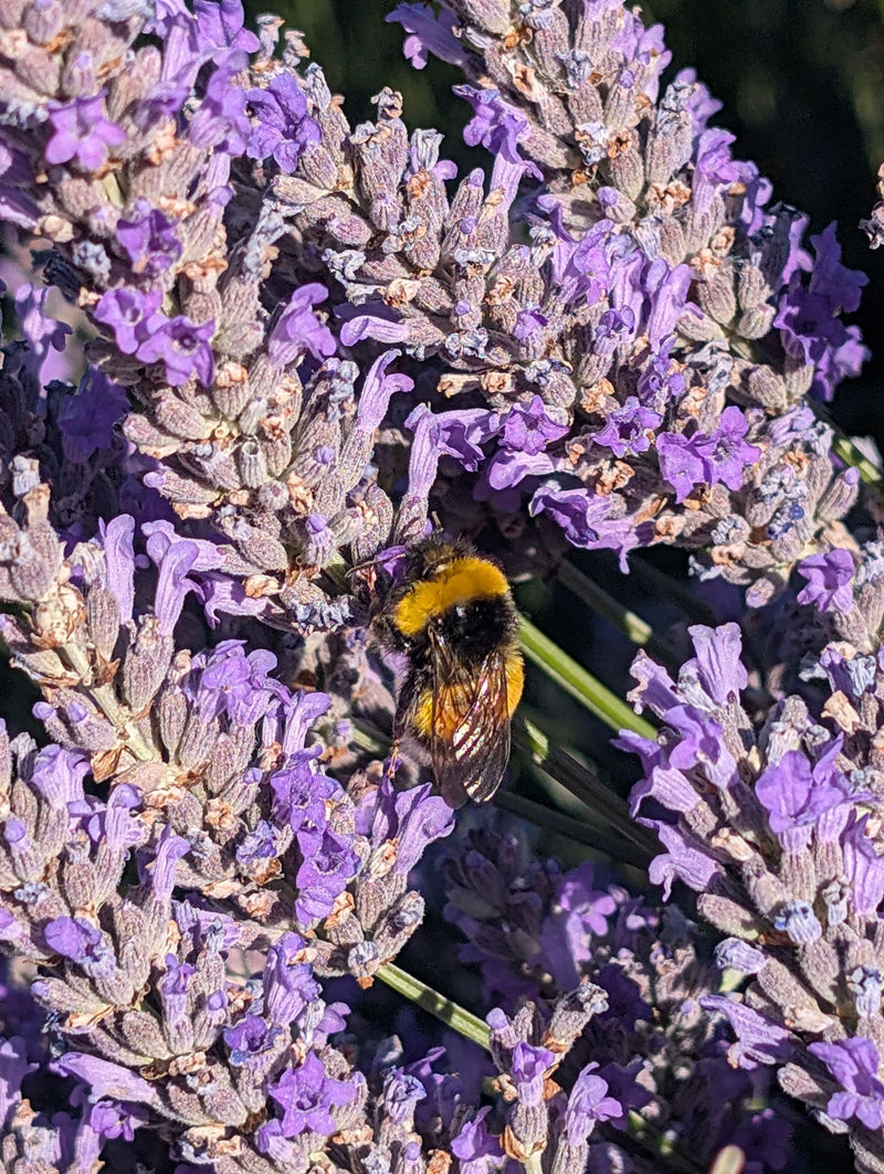 Donkere aardehommel — Bild 1