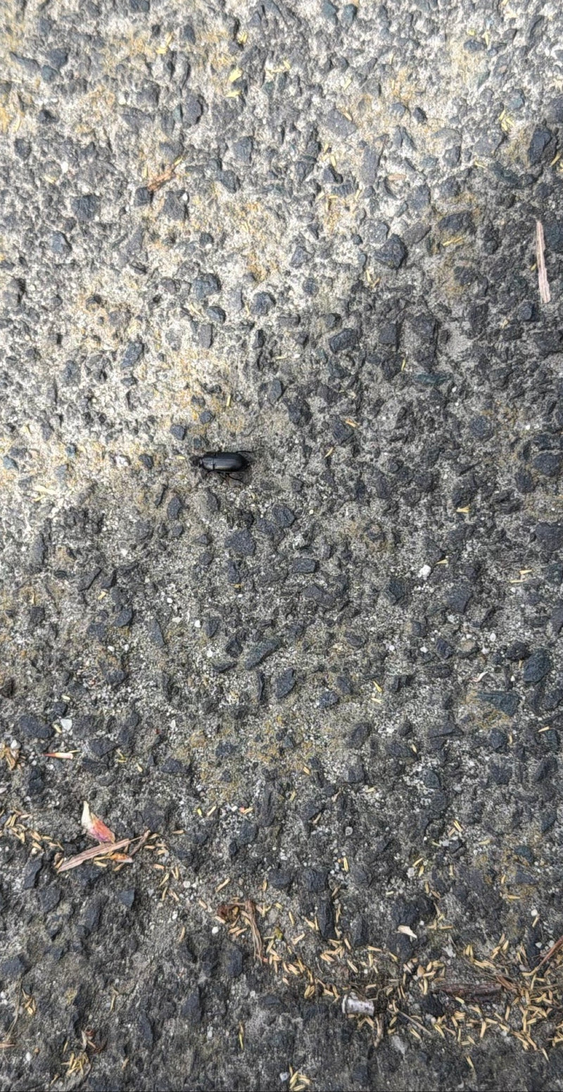 Donkere aaskever — Bild 1