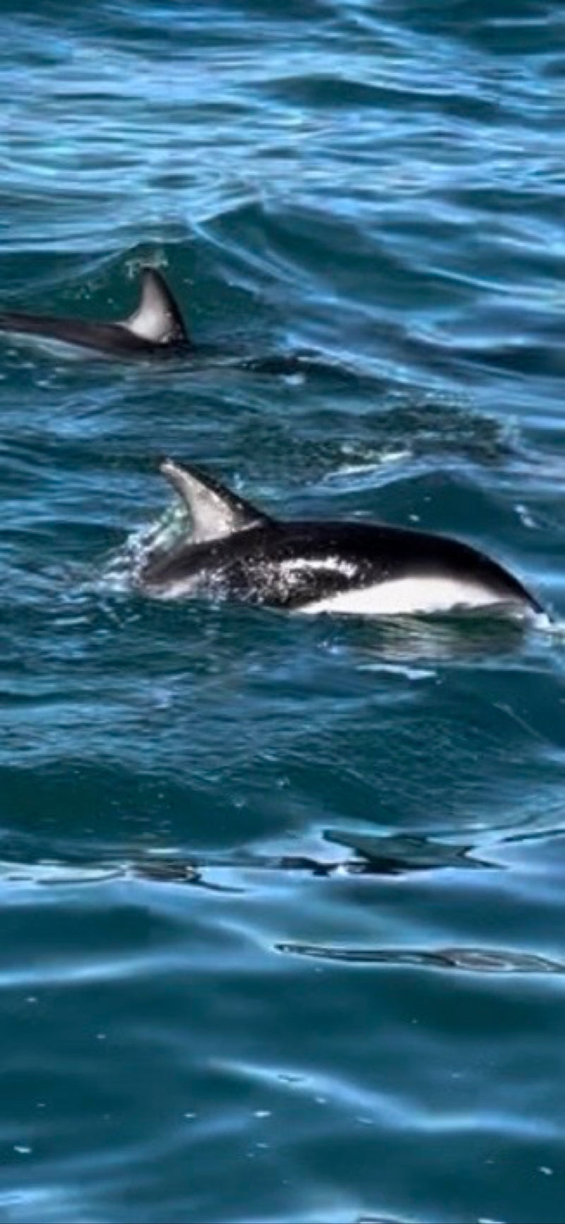 Dunkler Delfin — foto 1 van 2