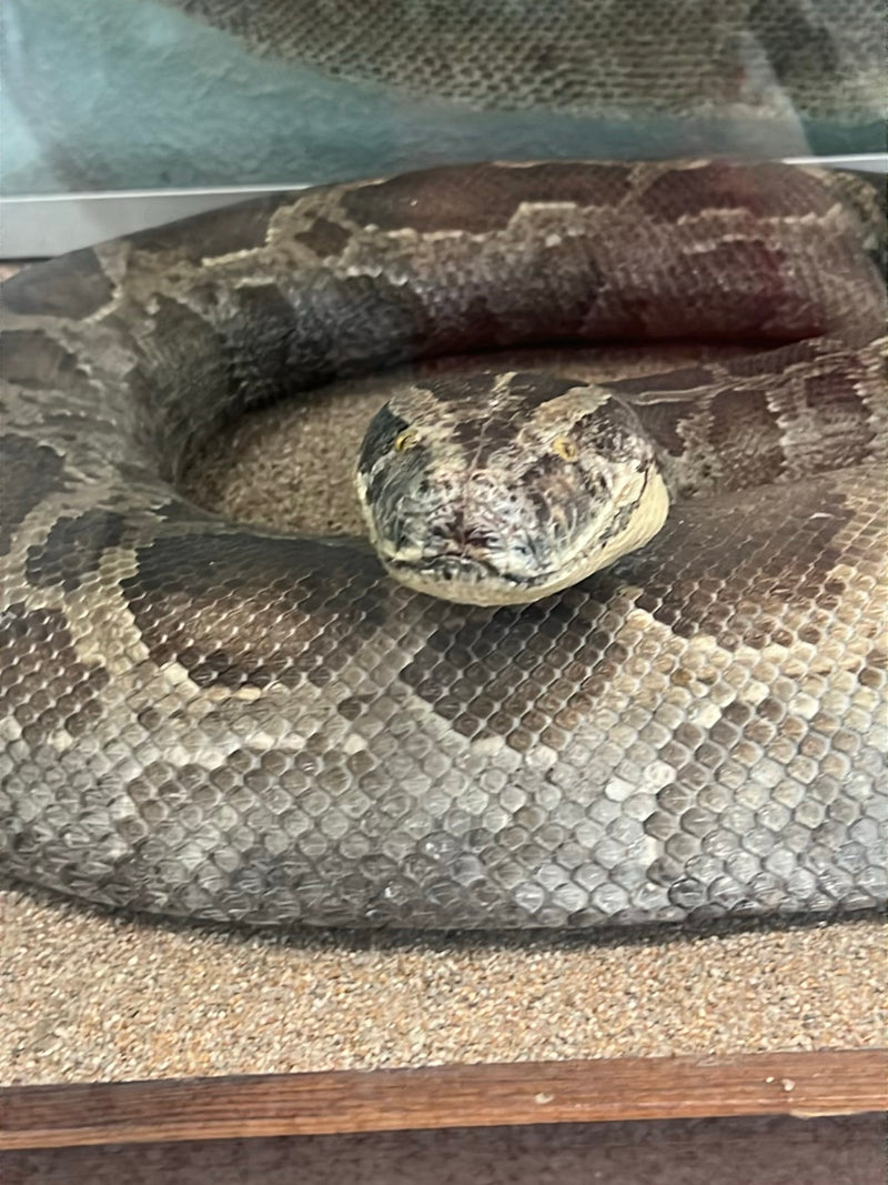 Dunkler Tigerpython — Bild 1