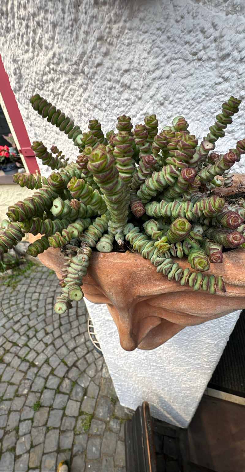 Gemengd dik blad — Bild 1