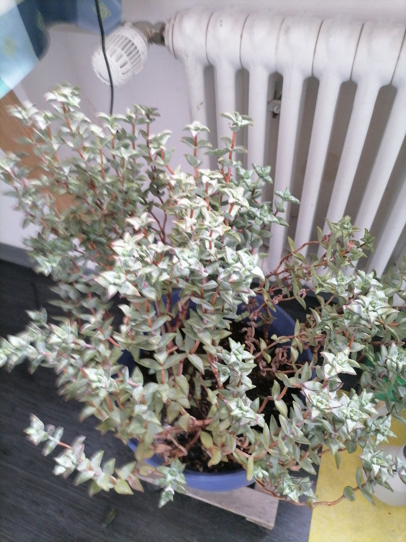 Een Crassula perforata groeit bossig in een pot voor een verwarming.