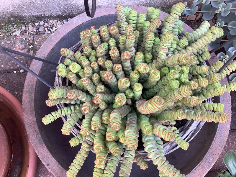 Te zien is een dichte Crassula perforata in een ronde bloempot van bovenaf. De vlezig, gestapelde bladeren van de sukkulent groeien in talrijke scheuten naar...