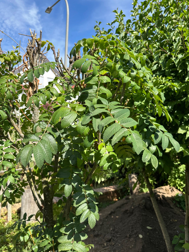 Te zien is een jonge wilde lijsterbes met zijn kenmerkende geveerde bladeren. De plant staat buiten tegen een lichte achtergrond.