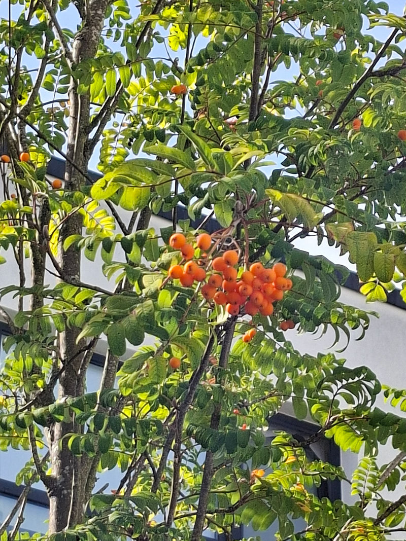 Er is een lijsterbes te zien met zijn kenmerkende geveerde bladeren en feloranje bessen. De foto toont takken en vruchten van de boom tegen een lichte achter...