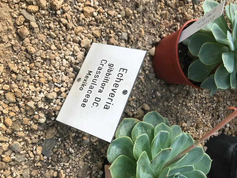 Echeveria — foto 1 van 3