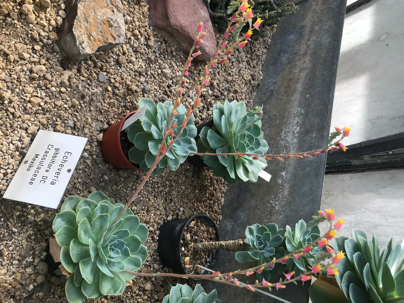 Echeveria — foto 2 van 3