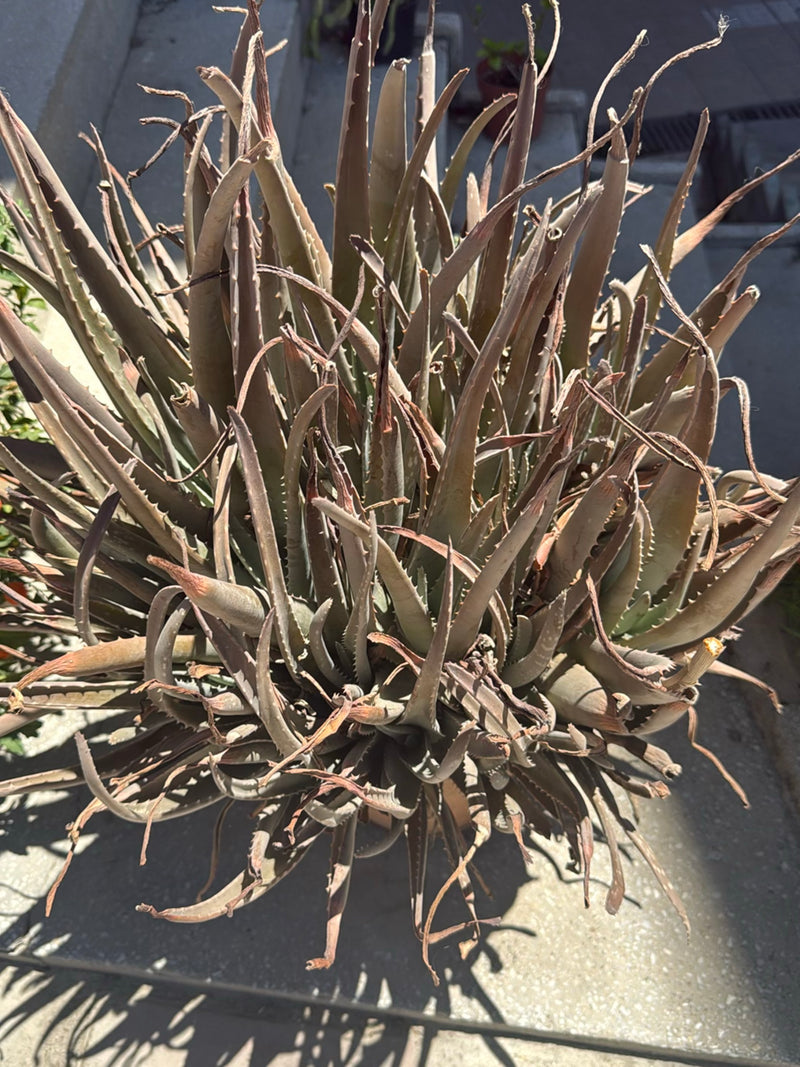 Te zien is een echte aloe van bovenaf, waarvan de bladeren sterk verdord en bruinachtig zijn. De plant staat in een pot op een lichte ondergrond.