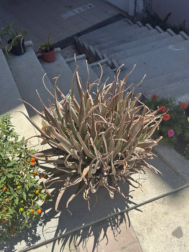 Te zien is een grote, goed ontwikkelde echte aloe in een bloempot die op een stenen trap staat. De vele lange, vlezig bladeren groeien naar buiten toe.