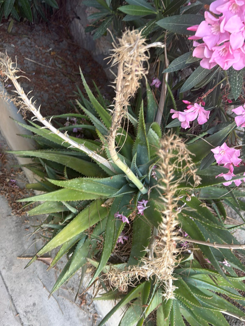 De afbeelding toont een echte aalbes van bovenaf met zijn kenmerkende vlezig bladeren en gedroogde bloeiwijzen. Op de achtergrond zijn naburige planten en ee...