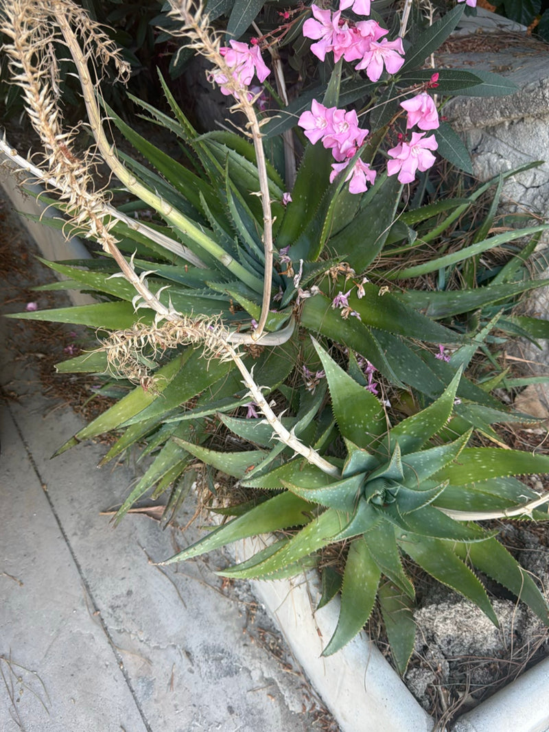 Te zien is een echte aloe met typische vlezig, getande bladeren in een rozetvorm. De plant groeit in een bak buiten.