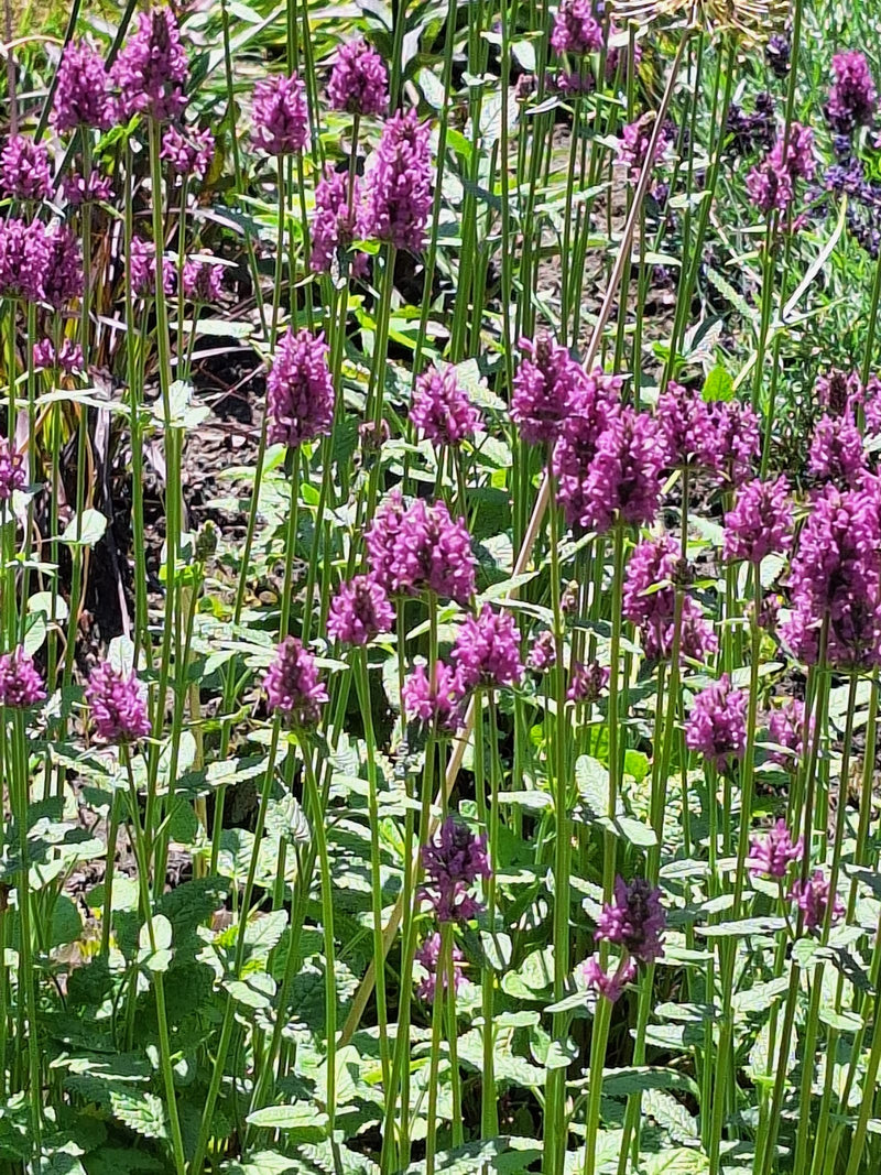 De afbeelding toont een groep bloeiende betonieplanten met hun typische paarse bloemaren. De planten groeien in een zonnige weide.