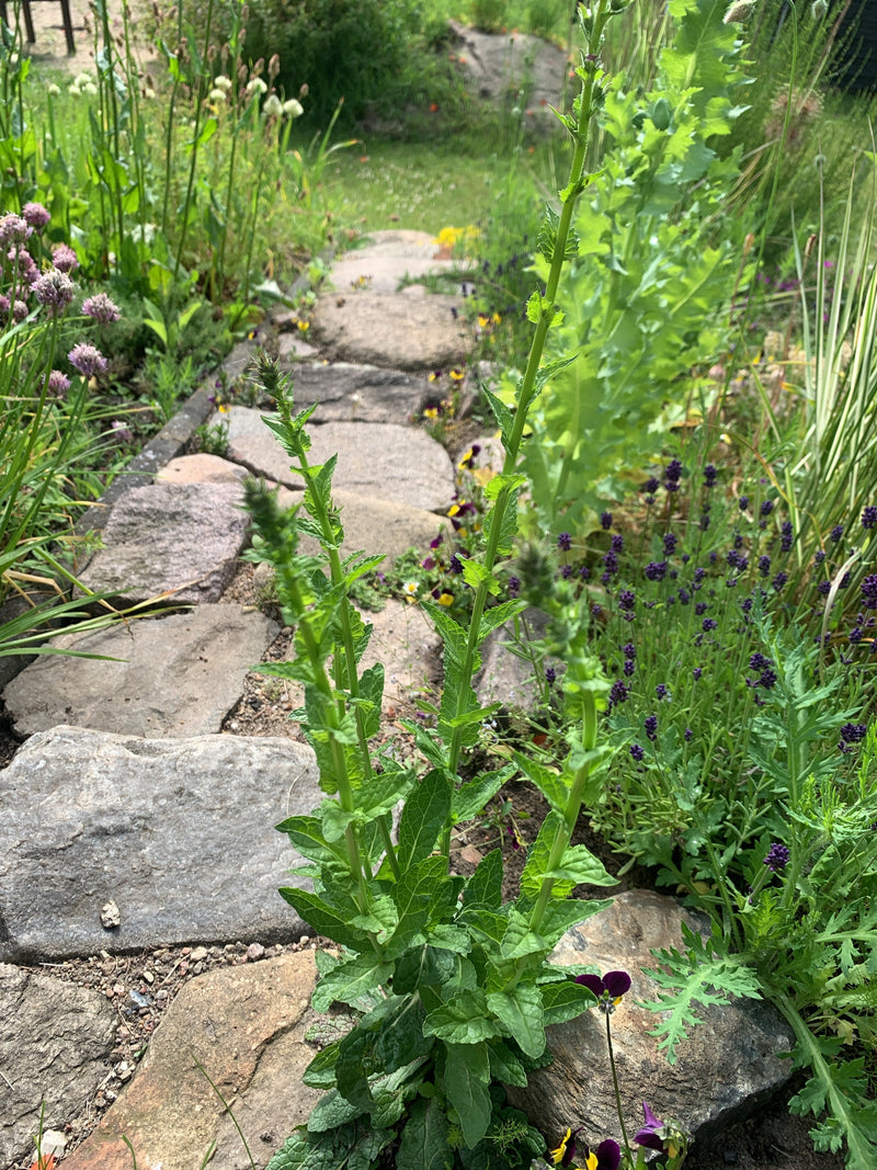 De afbeelding toont een betonie die naast een stenen tuinpad groeit. De plant laat zijn typische groene bladeren en rechtopstaande stengels zien.