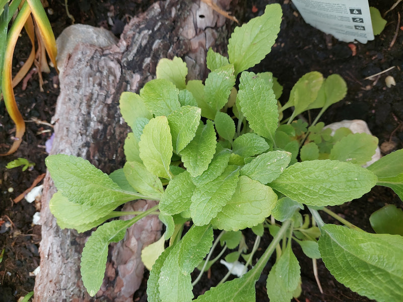 De afbeelding toont de groene bladrozet van de betonie die op donkere grond naast schorsmulch groeit. De typisch ingesneden, gestructureerde bladeren zijn va...
