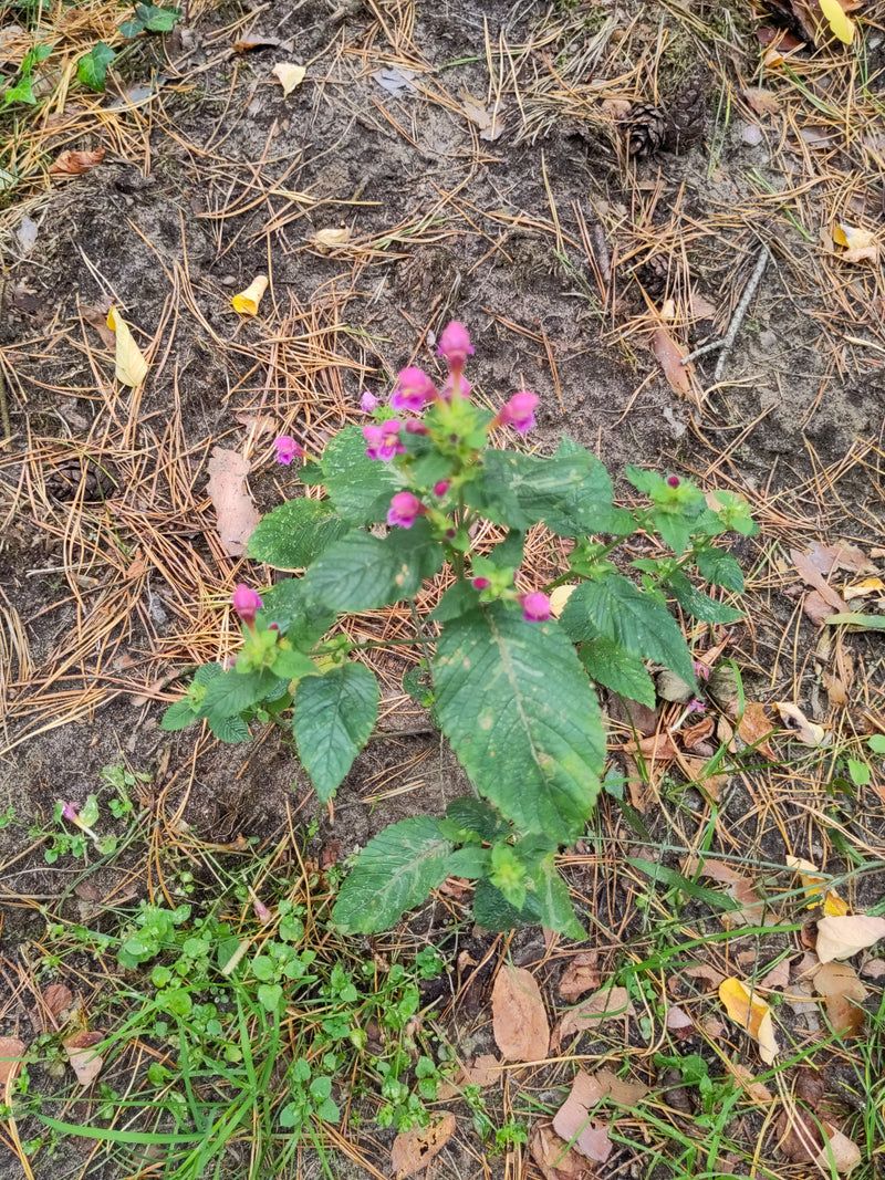 De betonie groeit op een bosbodem met dennennaalden en toont haar typische paarse bloemen.