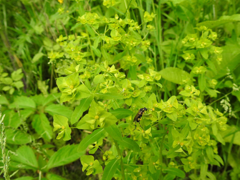 Echte bladwespen — foto 5 van 7