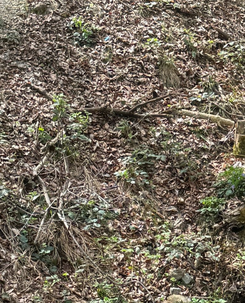 Op de met bladeren bedekte bosbodem groeien jonge scheuten van de braam. De plantendelen zijn van een afstand te zien.