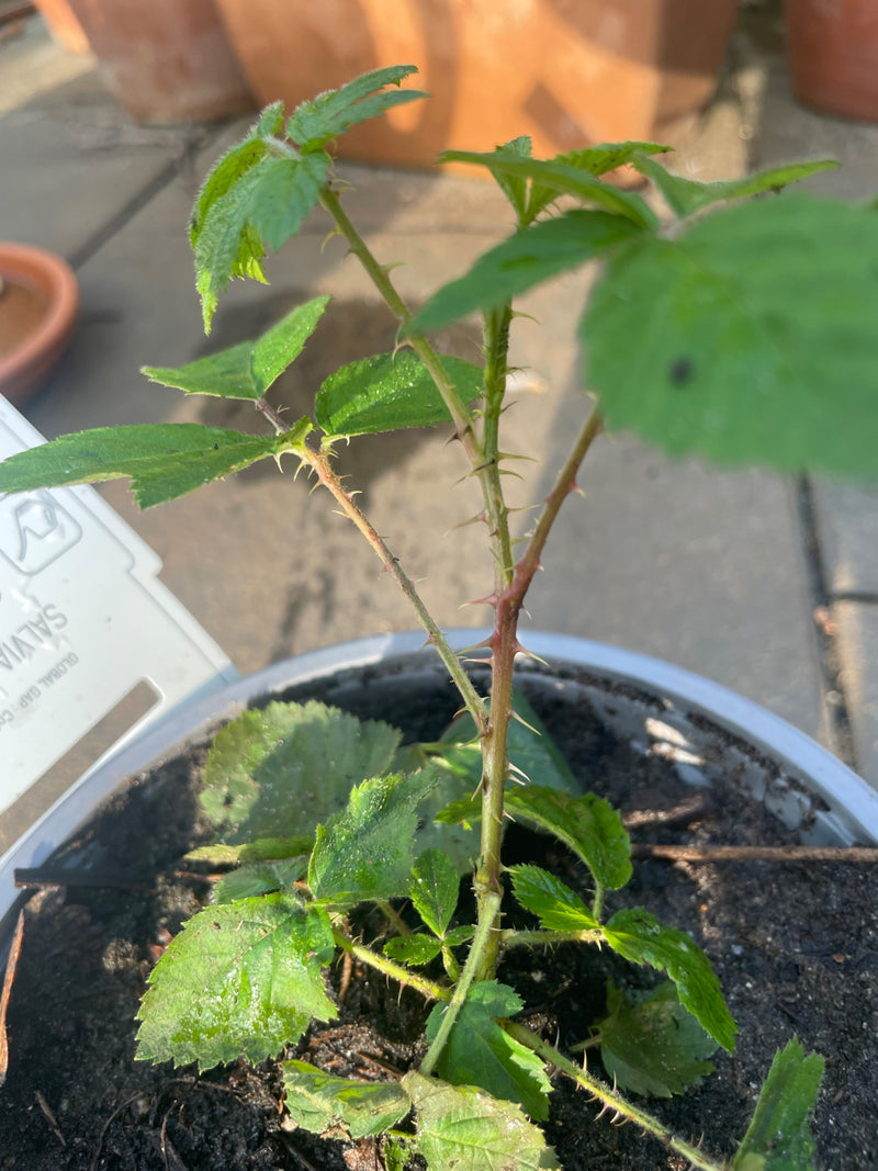 De foto laat een jonge braamplant in een bloempot zien. De gesteelde bladeren en typische stekels op de stengel zijn duidelijk zichtbaar.