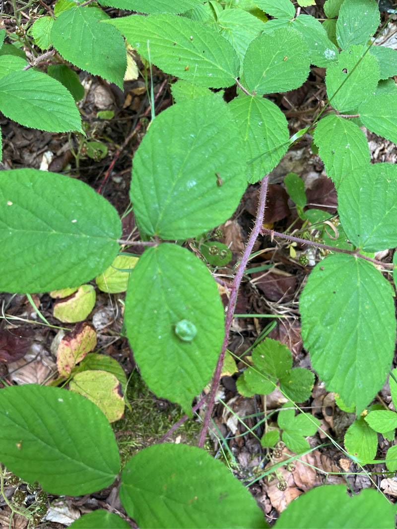 De afbeelding toont groene bladeren en een stekelige stengel van een braam van bovenaf. De plant groeit op bladerrijk grond.