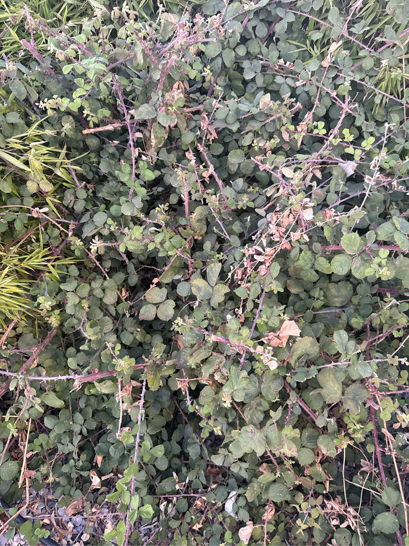 Een dichte struik met groene bladeren en doornige takken van braamstruiken is te zien. De plant groeit in een natuurlijke omgeving.