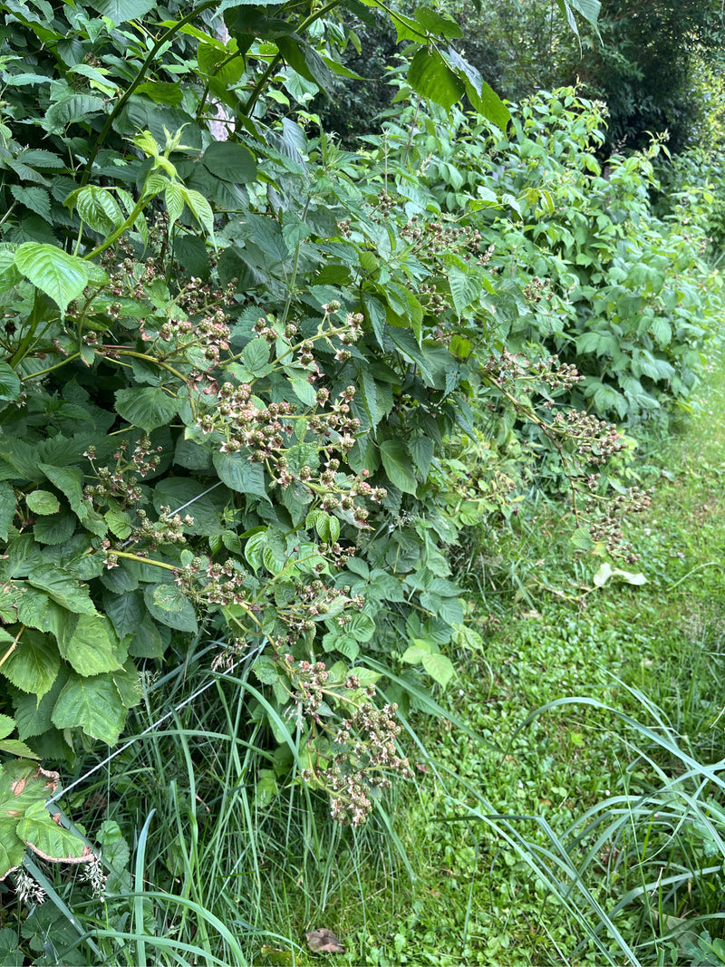 Te zien is een dichte braamstruik met groene bladeren en talrijke onrijpe vruchten. De plant groeit aan de rand van een bos in hoog gras.