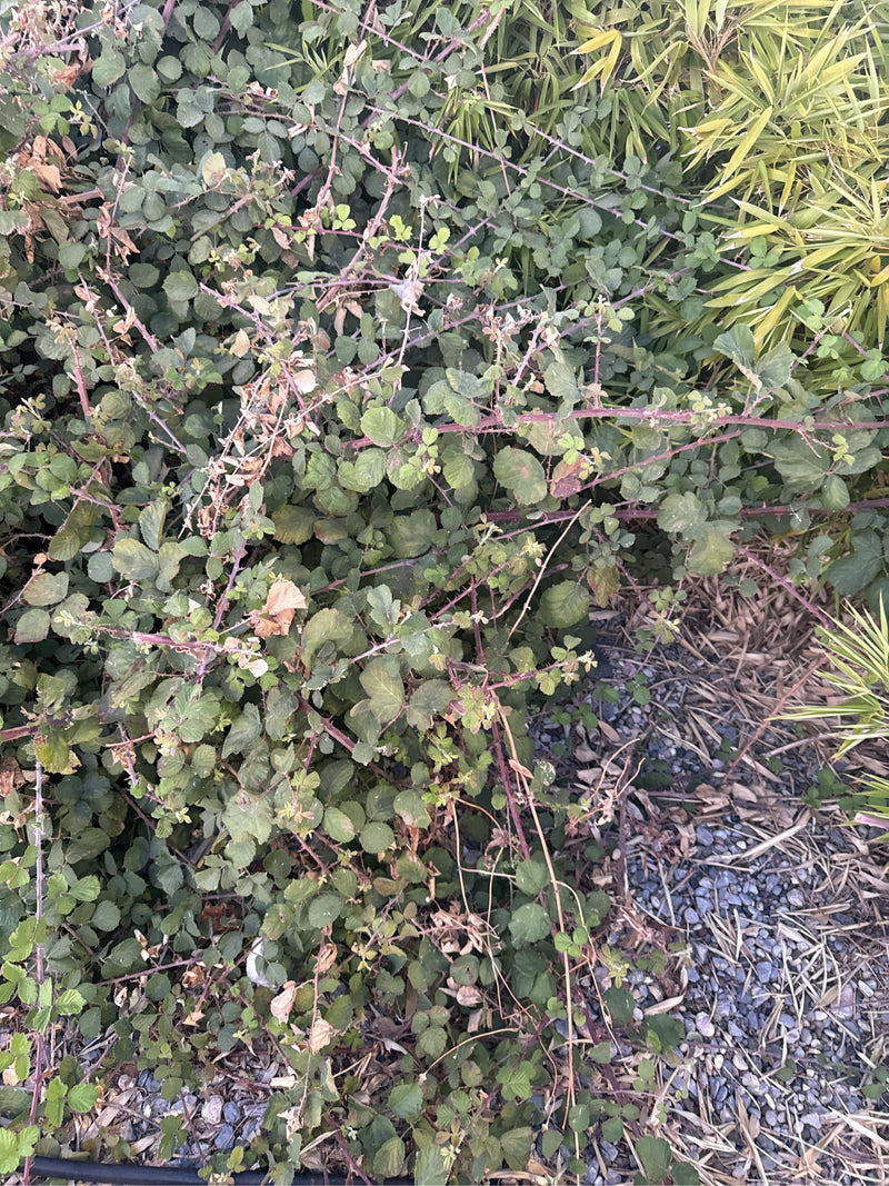 De afbeelding toont een dichte, wildgroeiende struik van bramen met groene bladeren en roodachtige stengels. De plant groeit op steenachtige grond naast ande...