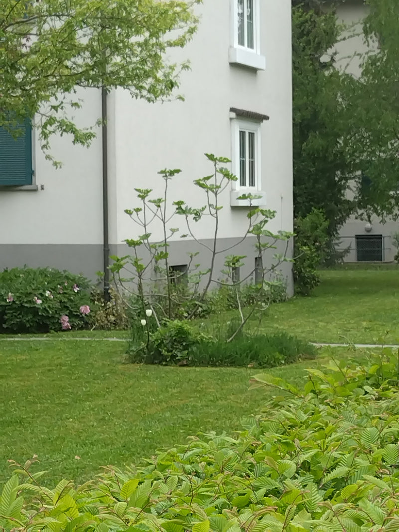 Vijgeboom — Bild 1