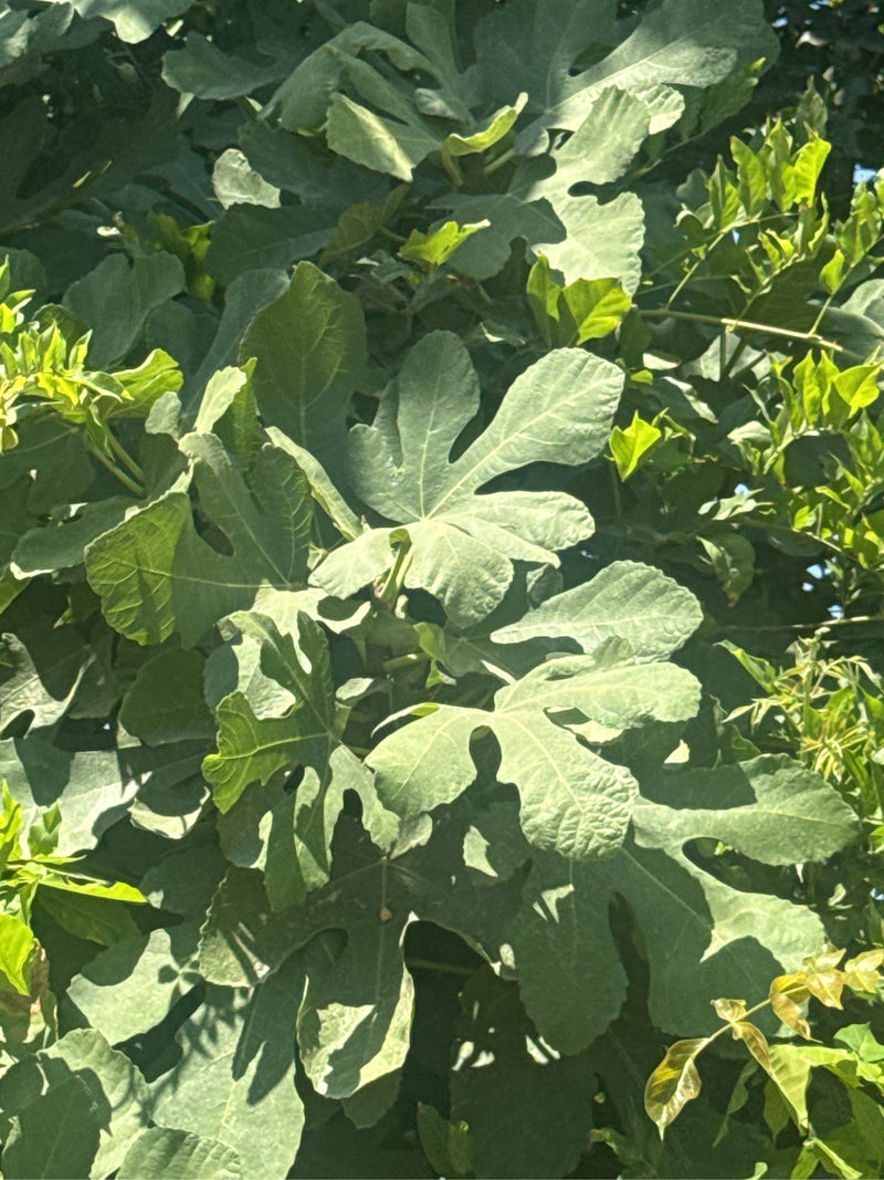 De afbeelding toont het dichte bladerdak van een vijgenboom met kenmerkend gelobde bladeren. De opname toont de plant in een natuurlijke omgeving bij daglicht.