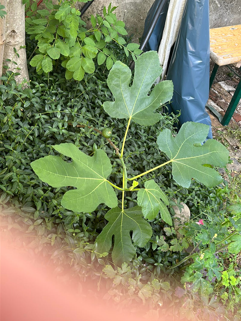 Te zien is een jonge vijgenboom met karakteristiek gelobde bladeren en een kleine, onrijpe vijg. Hij groeit voor een begroeide tuingrond.