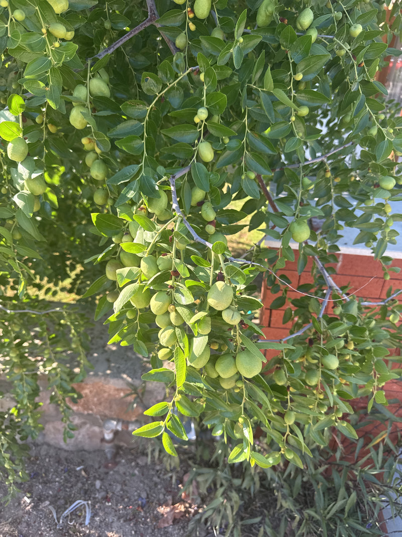 Echte jujube — Bild 2