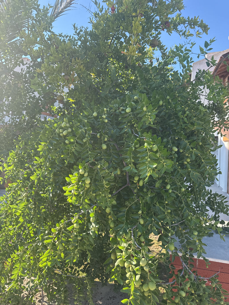 Echte jujube — Bild 1