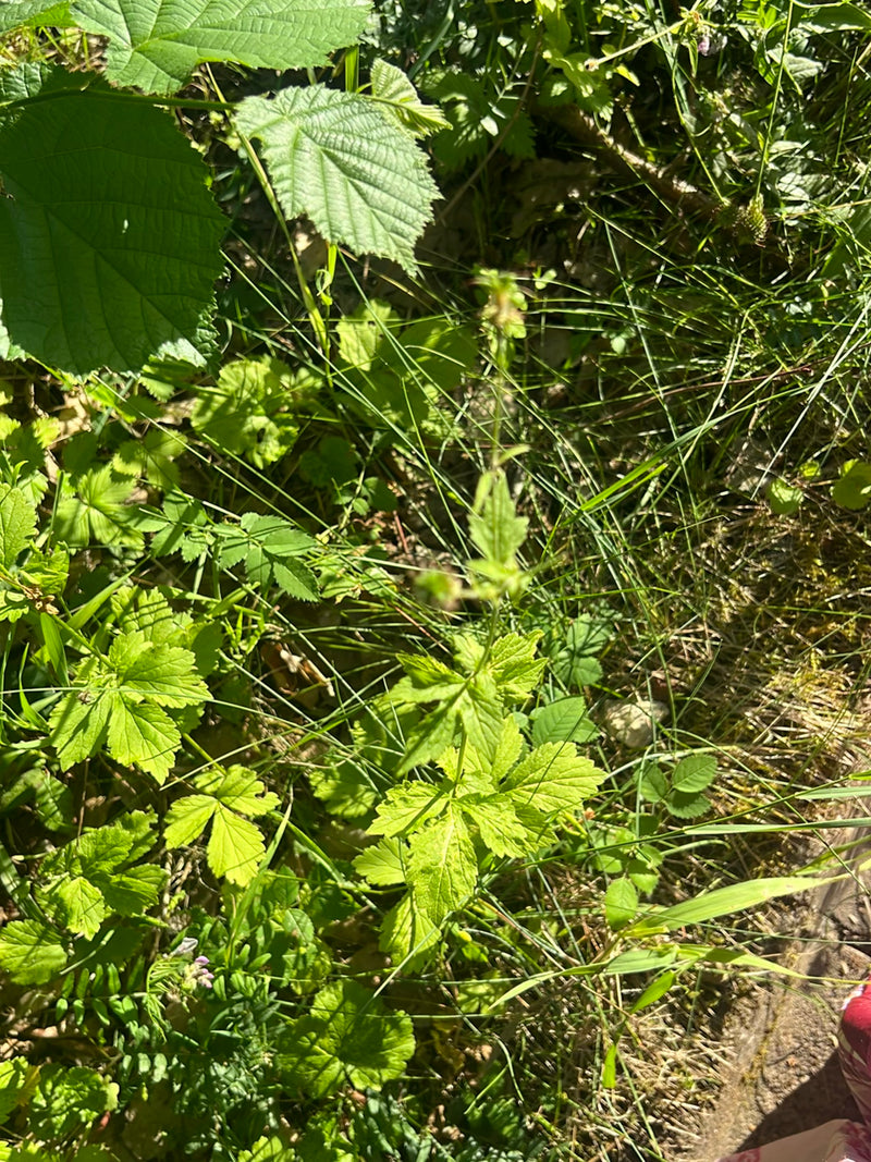 Te zien is een geum urbanum met zijn typische gelobde bladeren. De plant groeit in het gras en in de schaduw van grotere naburige planten.
