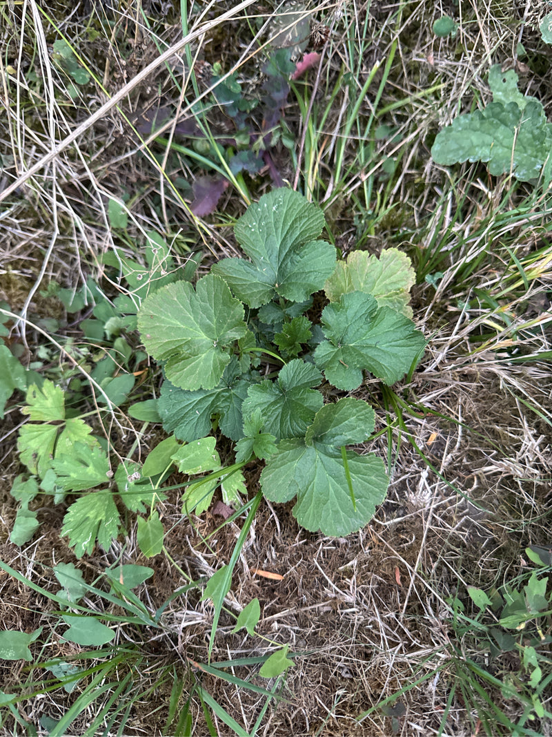 Een bladrozet van geel nagelkruid groeit op de grond omgeven door droog gras en mos.