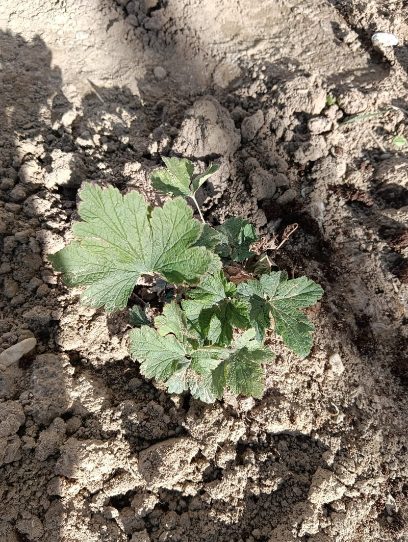 Er is een jonge geum met typisch gelobde bladeren te zien die op kaal terrein groeit. De opname toont de plant van bovenaf in een natuurlijke omgeving.