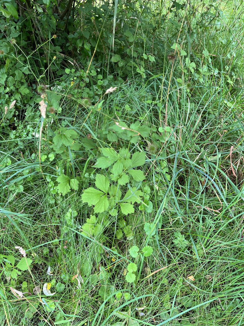 Een geum urbanum is te zien die groeit midden in een overwoekerde weide met hoog gras en andere kruiden.