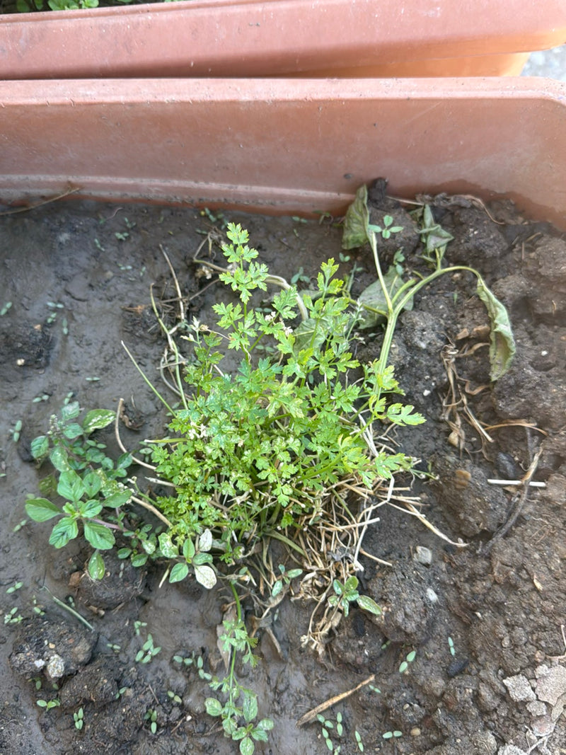 Te zien is een groene peterselieplant met fijnverdeelde blad, groeiend in een met aarde gevulde bak. De opname is van bovenaf gemaakt.