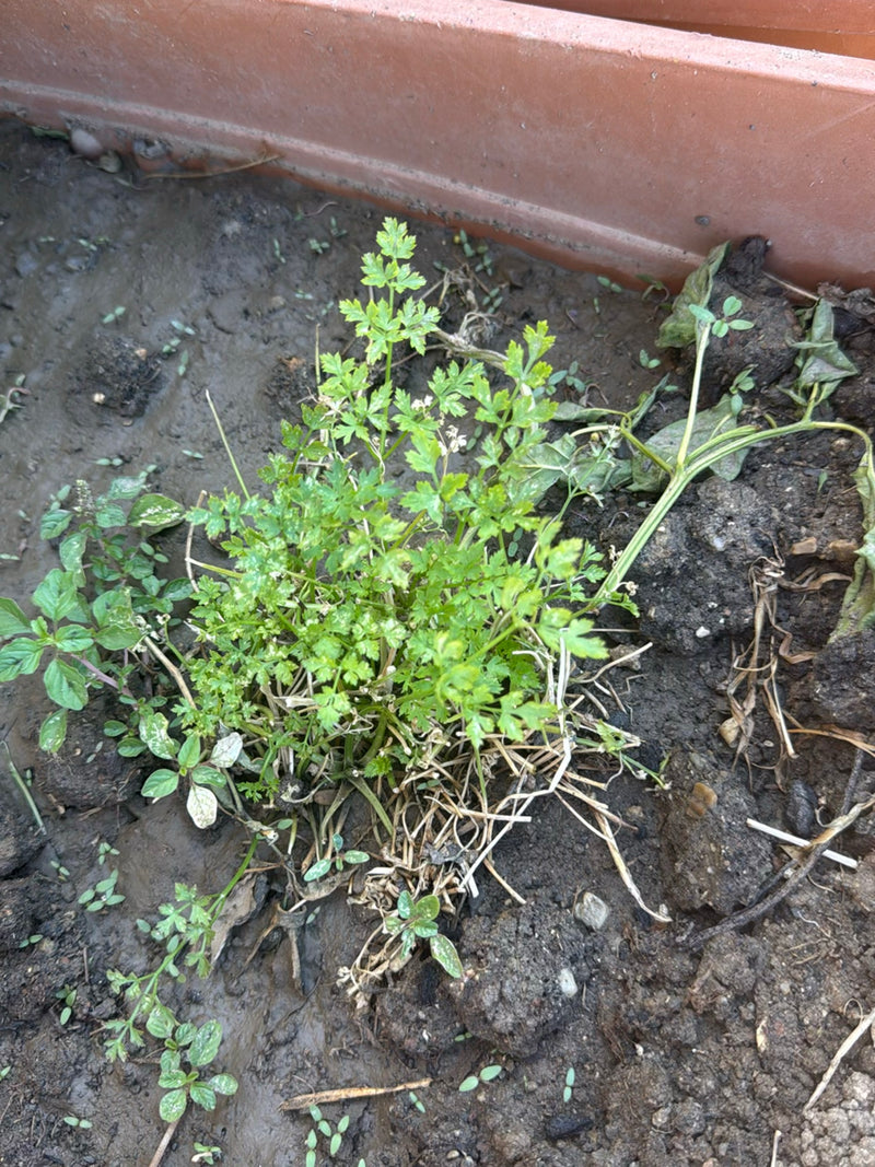 Een groene peterselieplant groeit in vochtige aarde in een plantenbak. De kenmerkende geveerde bladeren zijn duidelijk zichtbaar.