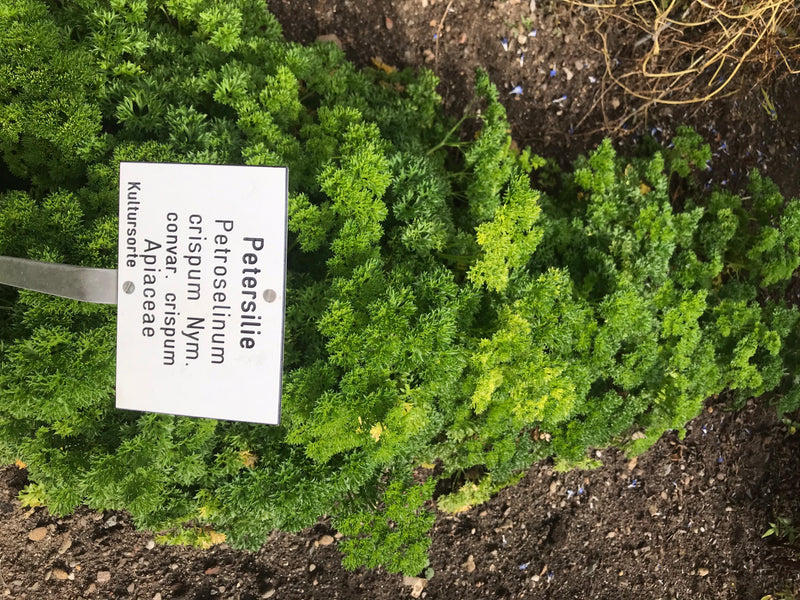 Te zien is een gezonde peterselieplant met dicht, gekruld loof in een bed. Daarnaast steekt een gelabeld bordje in de grond.