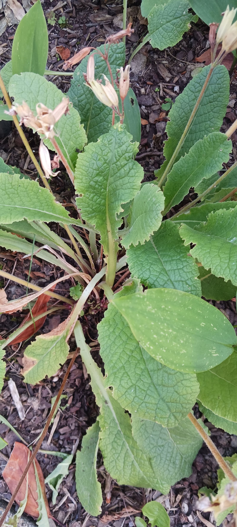 Te zien is een gulden sleutelbloem met haar typische wortelstandige bladrozet en oprechte, reeds uitgebloeide bloemstengels. De plant groeit op donkere grond...