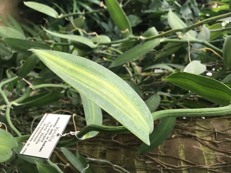 Echte Vanille — foto 1 van 1