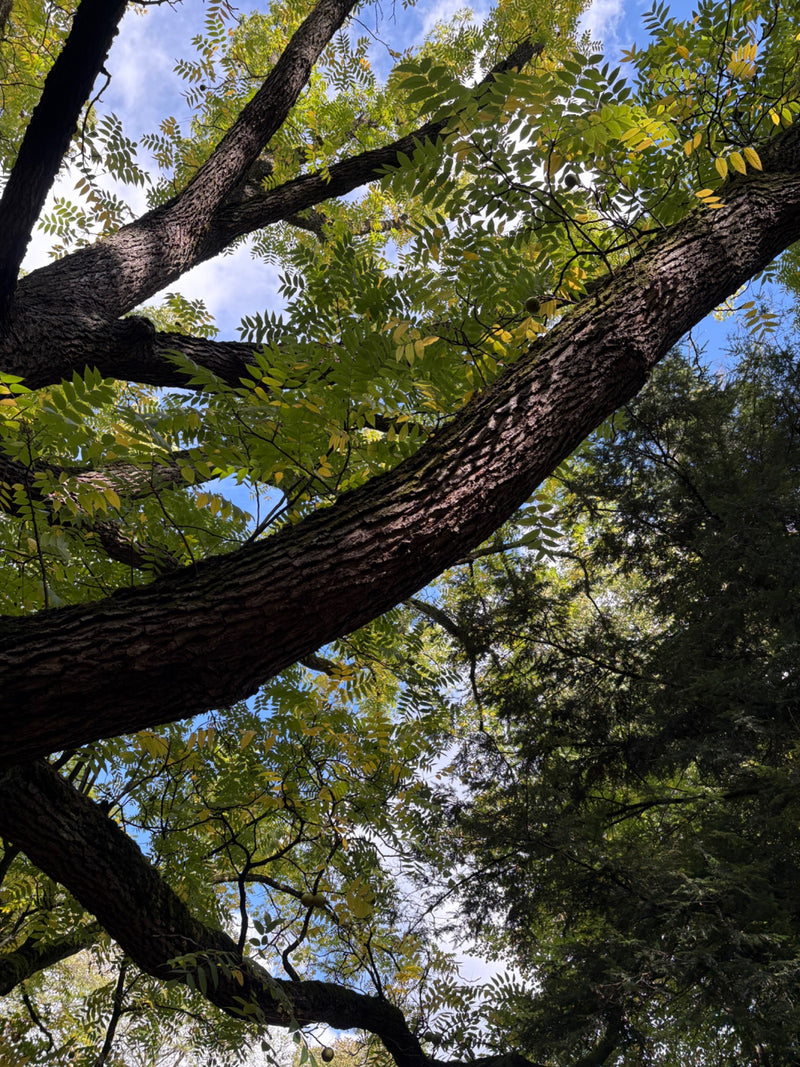 Kijk van onderen in de kroon van een walnotenboom met dikke takken, geveerde bladeren en vruchten tegen een deels blauwe lucht.