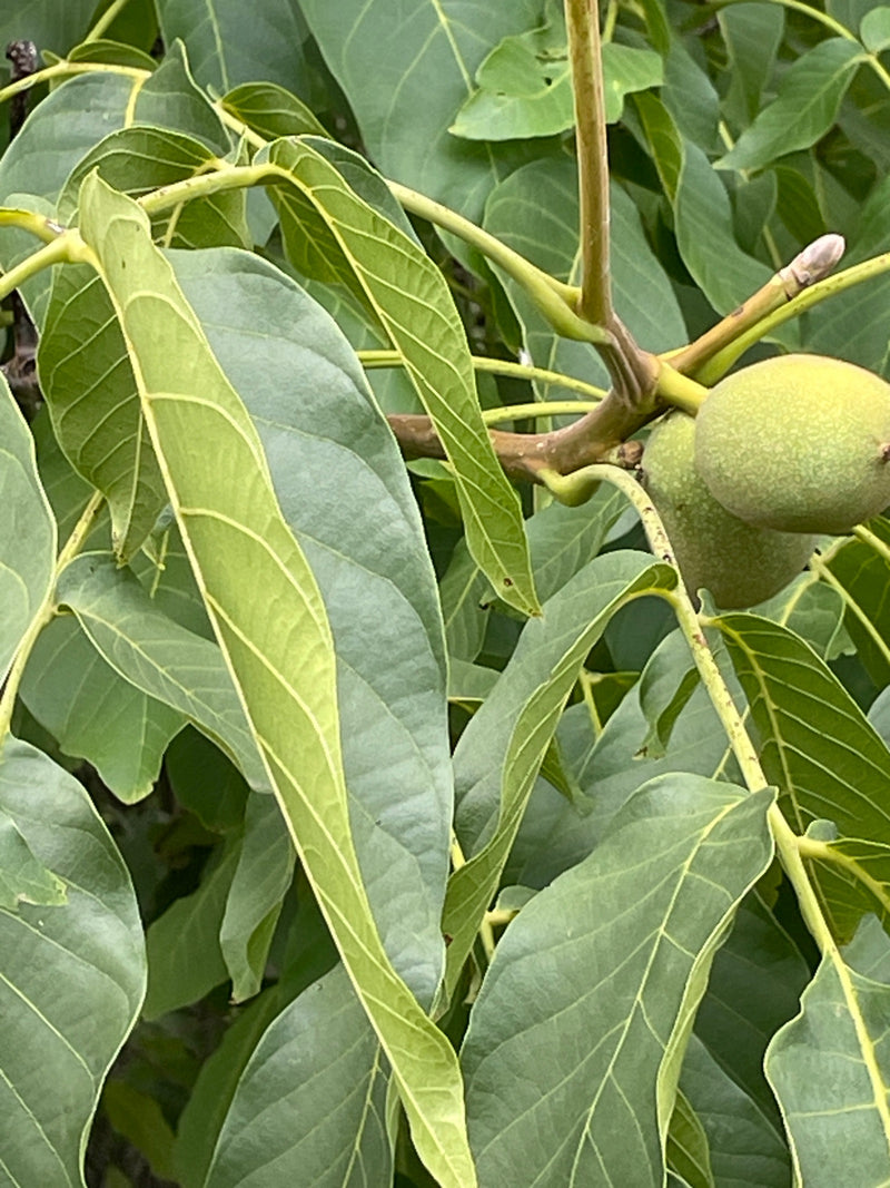 De typische geveerde bladeren en twee groeiende groene vruchten van een walnootboom zijn zichtbaar. De foto toont een deel van de tak met gezond bladerdek.