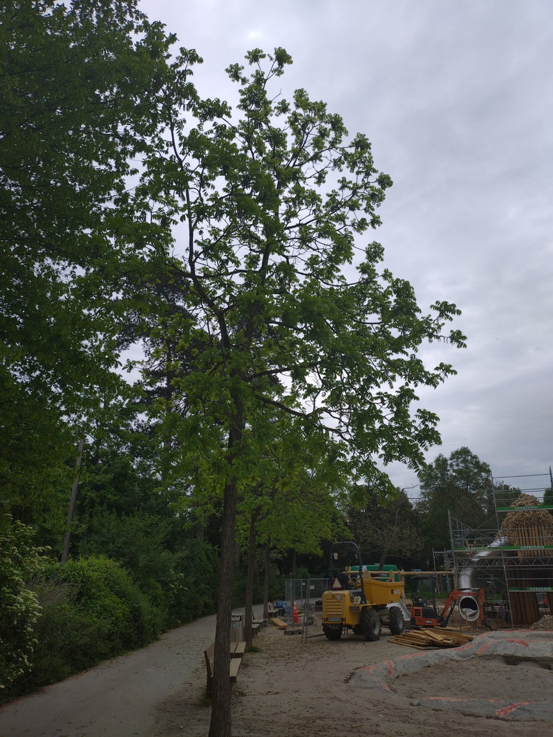Een volwassen walnotenboom met een groen bladerdak is te zien. De boom staat op een onverhard terrein naast een pad.