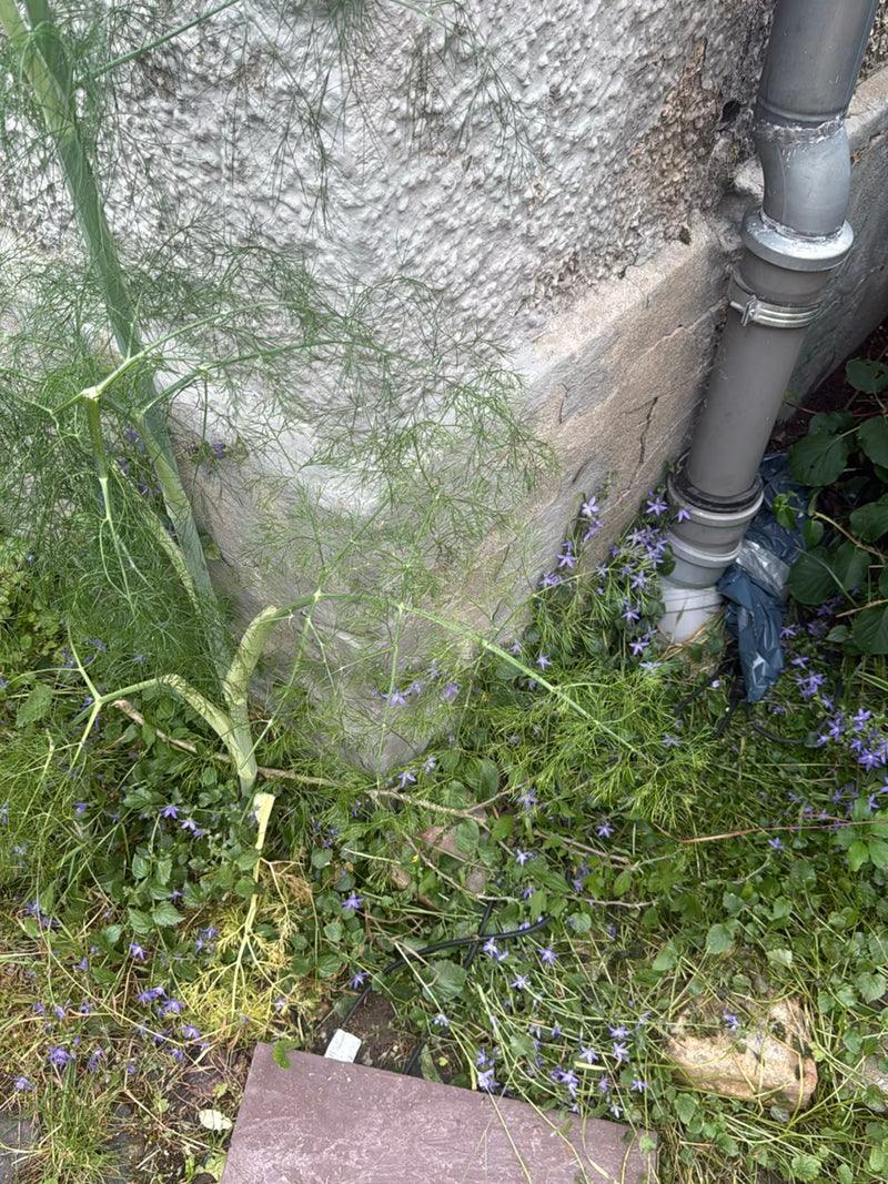 venkel — Bild 3