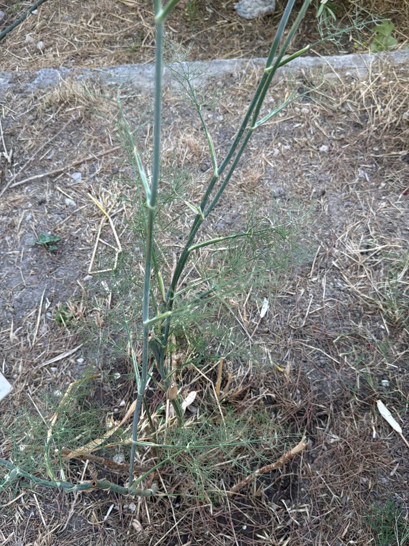 De afbeelding toont een venkelplant met zijn kenmerkende fijn gevinde bladeren en groene stengels. Hij groeit op droge grond met verdroogde plantenresten.