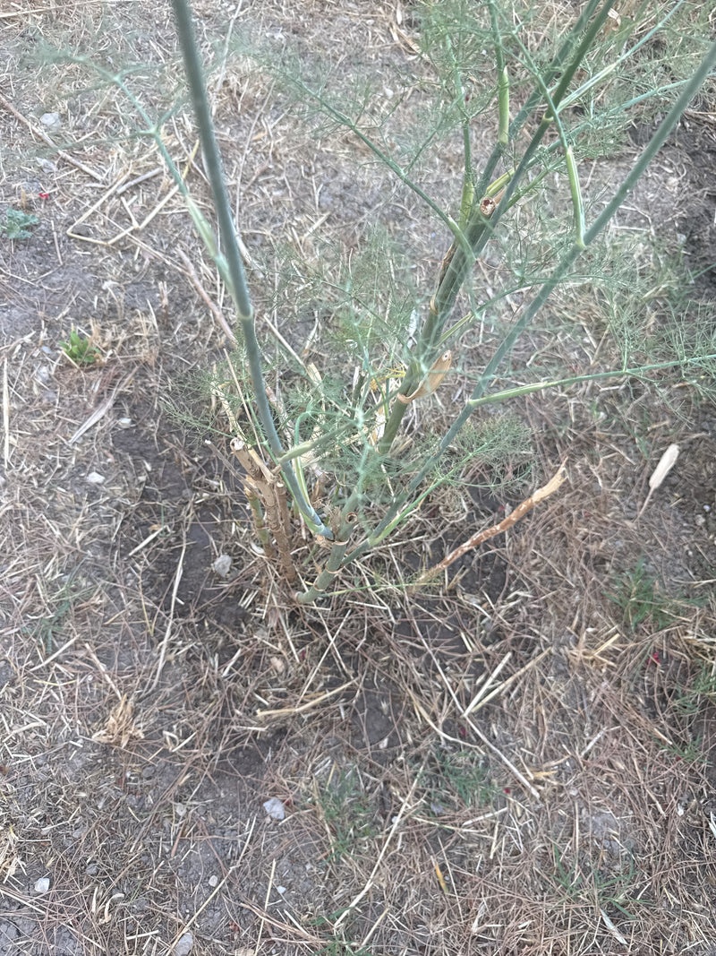 Een venkelplant is te zien op de grond in een droge omgeving. De opname toont de rechtopstaande stengels en fijn verdeelde bladeren from a top-down perspective.