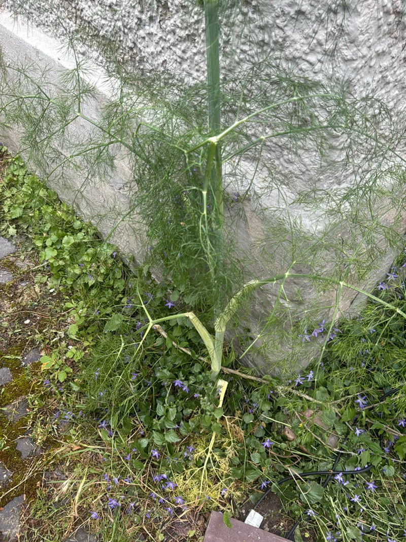 venkel — Bild 1