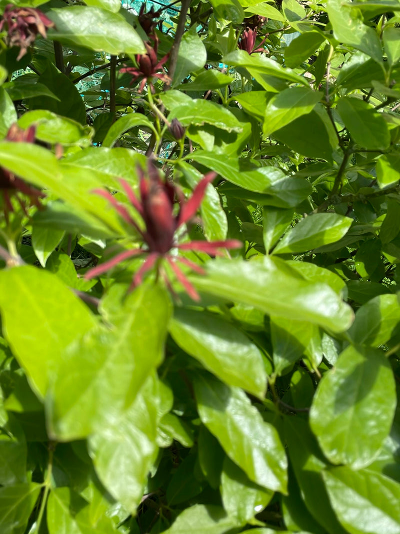 specerijen struik — Bild 2