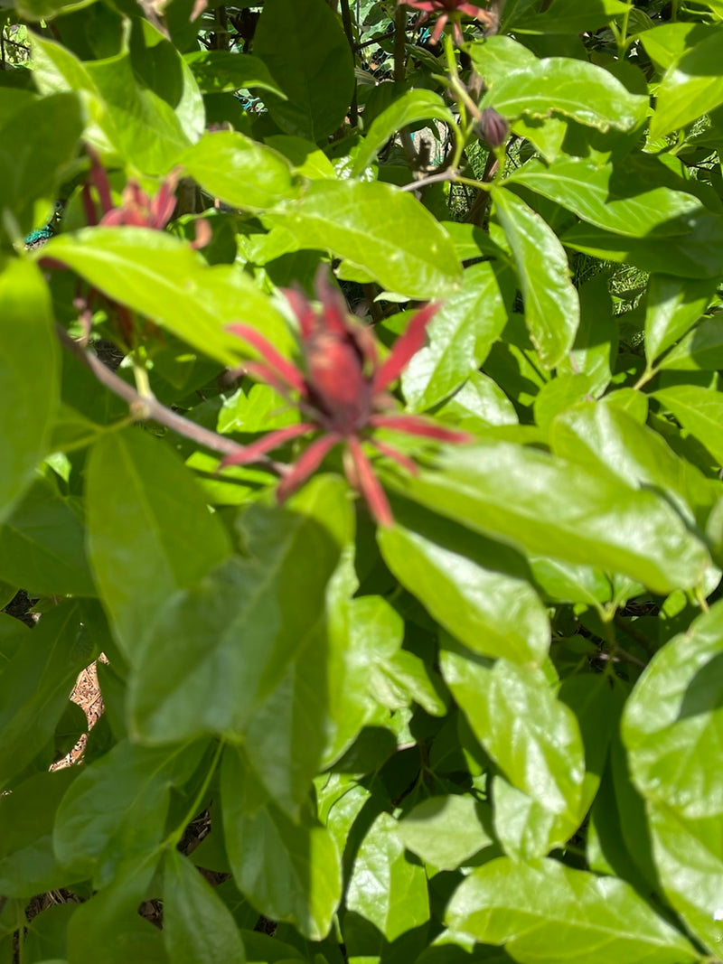 specerijen struik — Bild 3