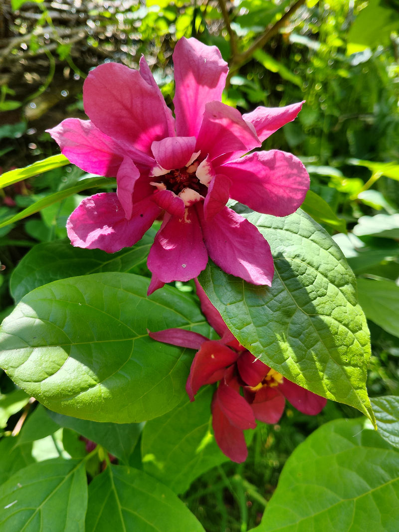 specerijen struik — Bild 4